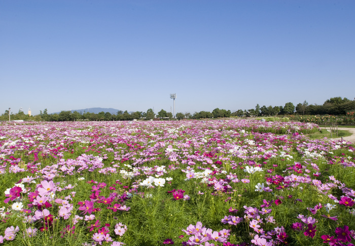 Japan’s Autumn Is Not Only About Fall Leaves: Discover the Colors of Seasonal Flowers at Nabana no Sato in Mie